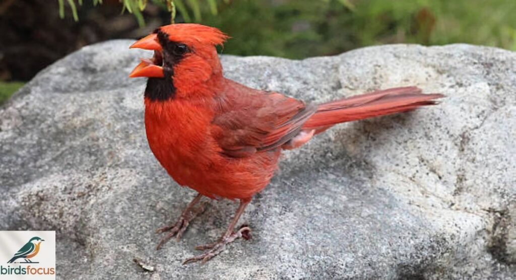 Northern Cardinal Calls and Sounds