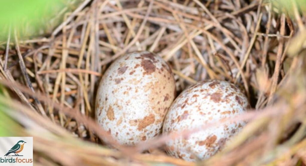 Northern Cardinal Eggs