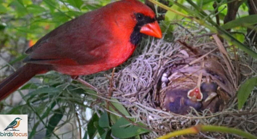 Northern Cardinal Nesting Habits