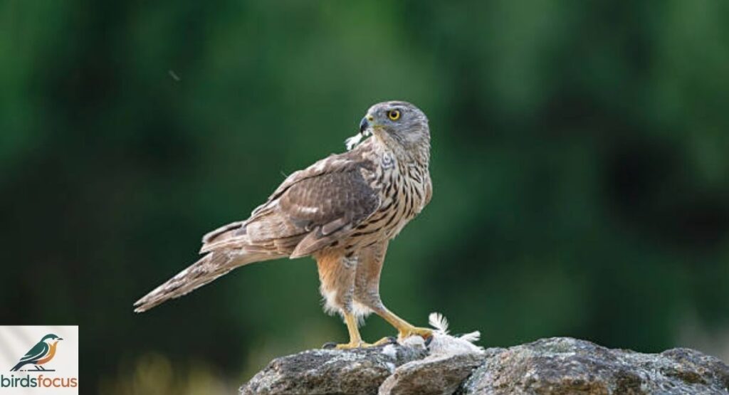 Northern Goshawk