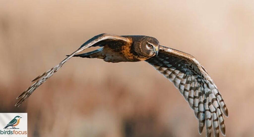 Northern Harrier