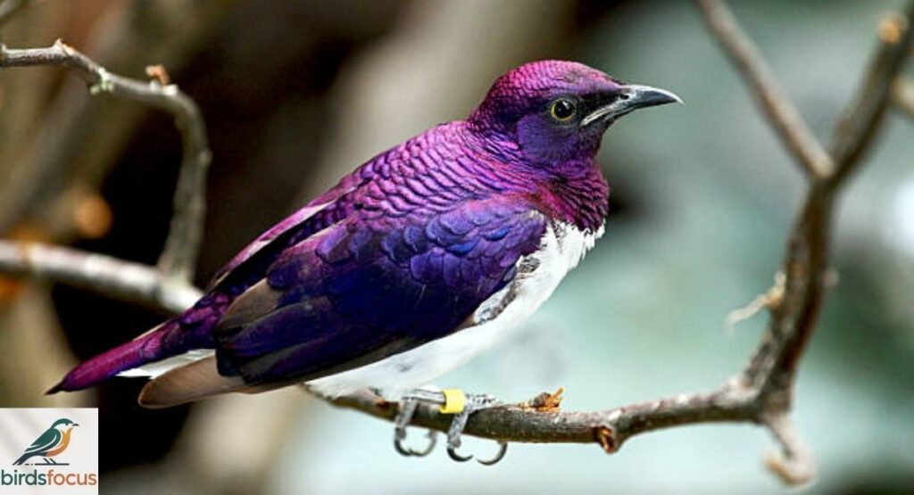 Physical Appearance of the Violet-Backed Starling