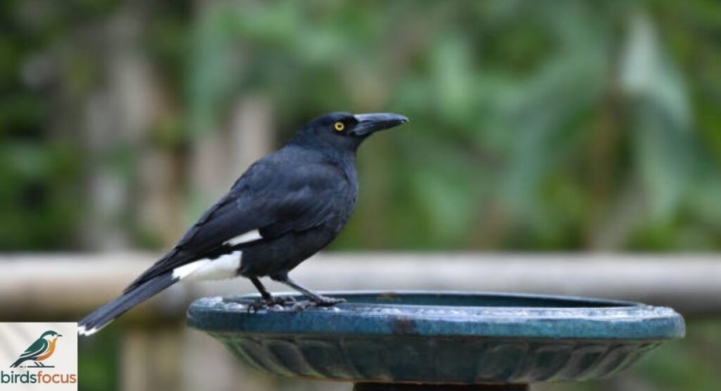 Pied Currawong