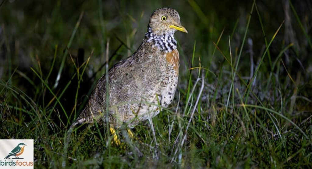 Plains-Wanderer