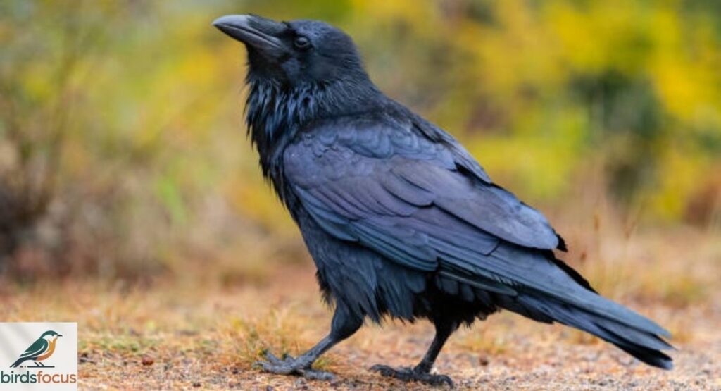 Raven