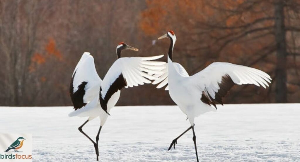 Red-Crowned Crane
