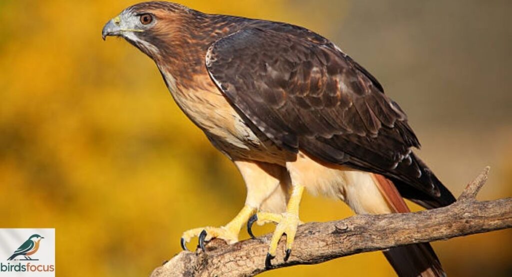 Red-tailed Hawk