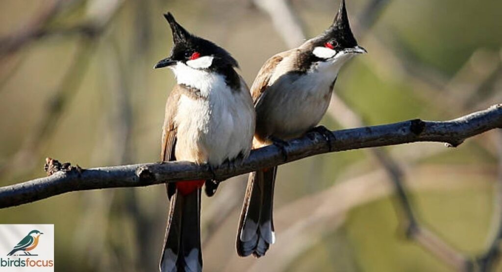 Red-Whiskered Bulbul