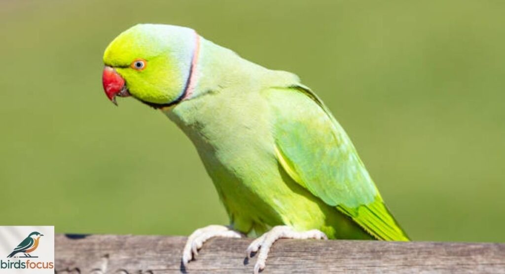 Rose-Ringed Parakeet