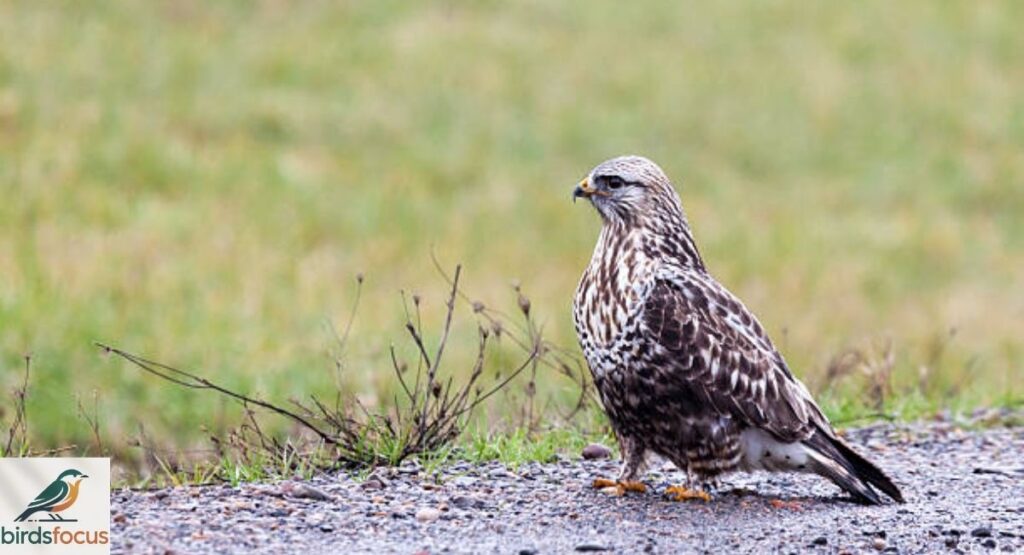 Rough-legged Hawk