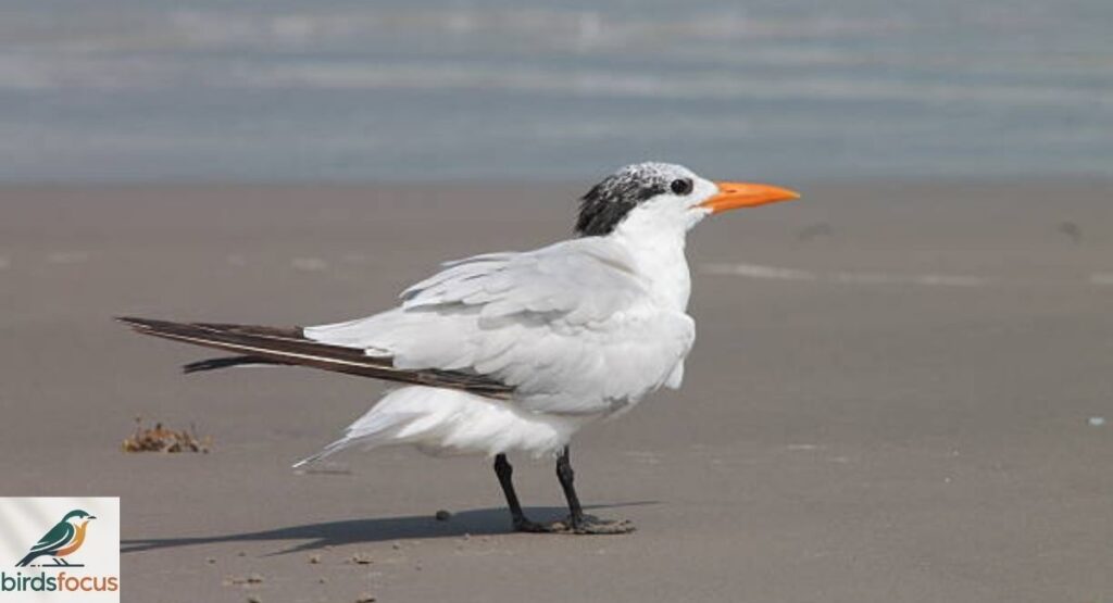 Royal Tern
