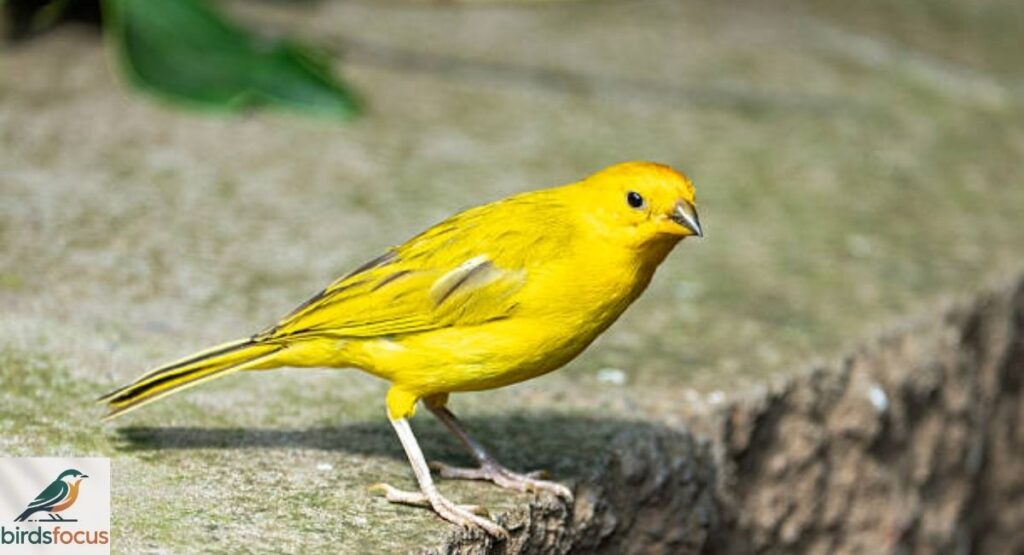 Saffron Finch