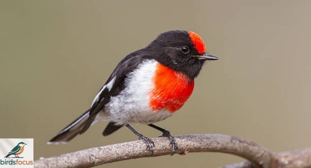 Scarlet Robin