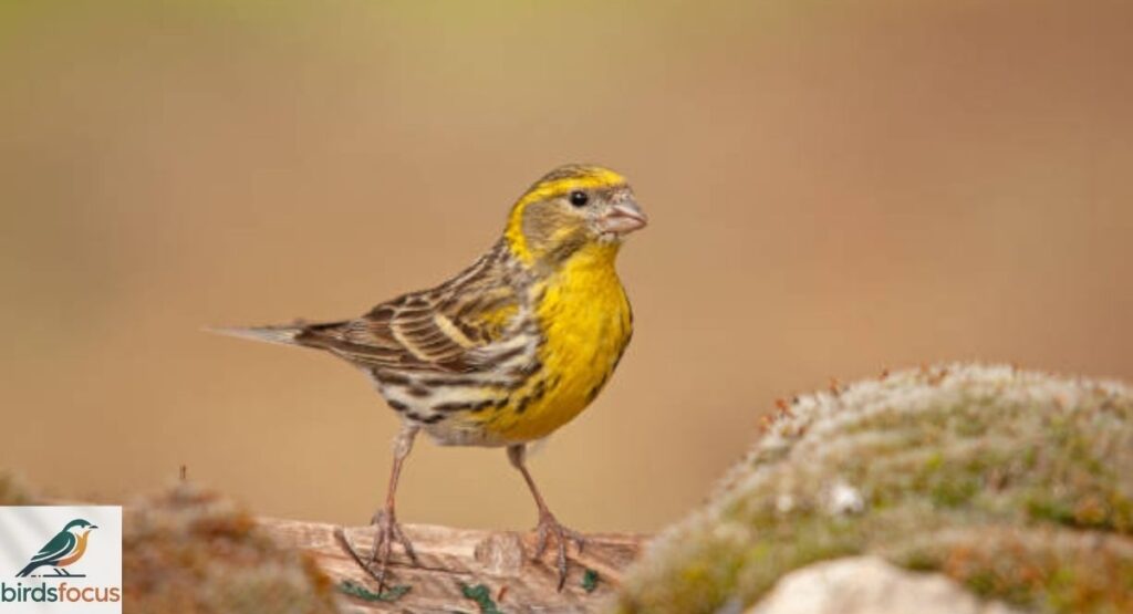 Serin