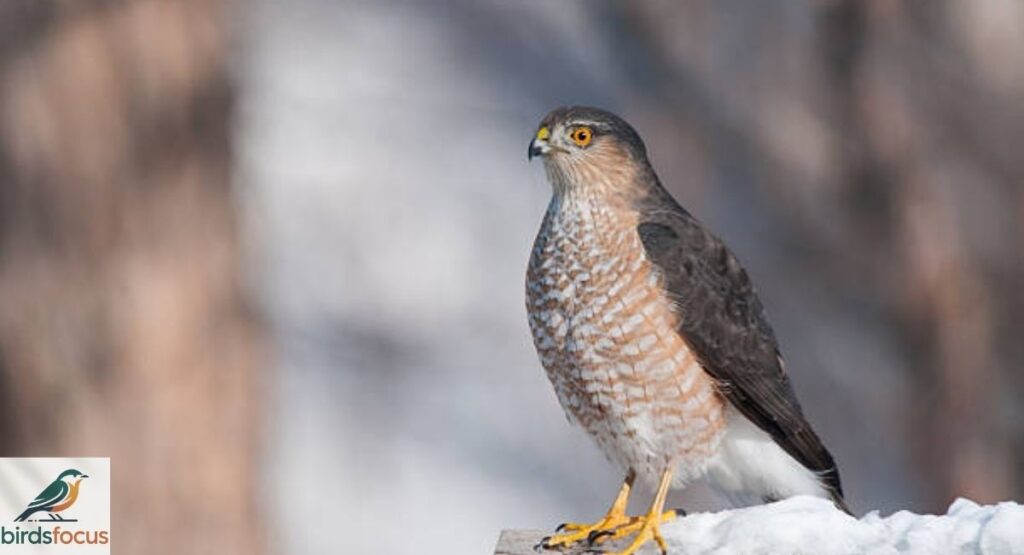 Sharp-shinned Hawk