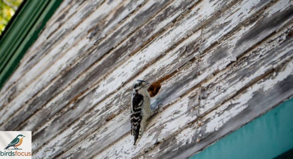 Signs of Woodpecker Damage to Your Home