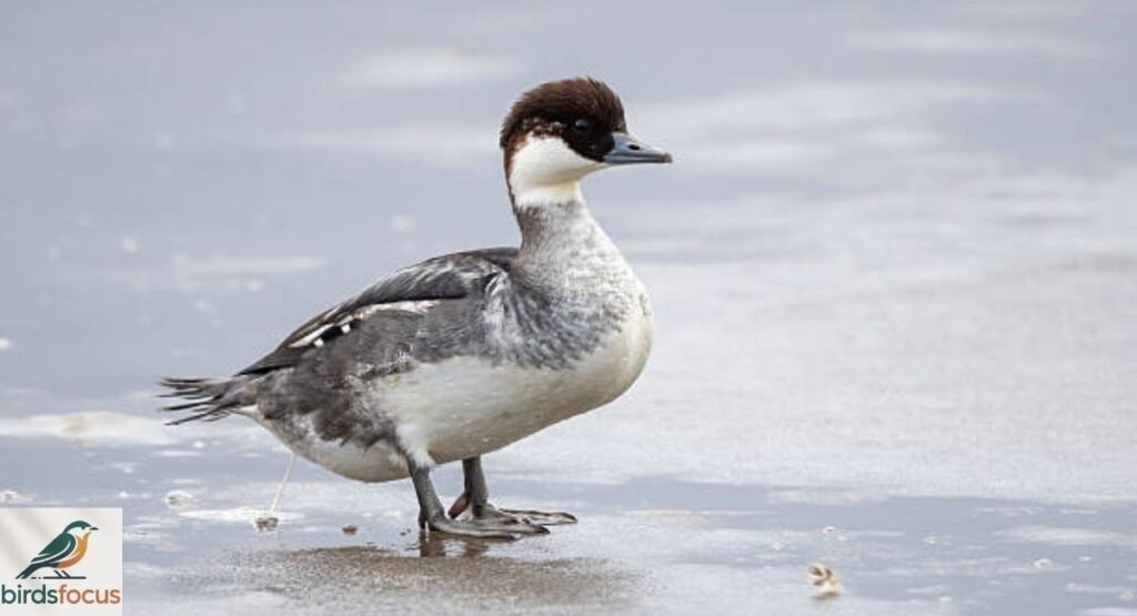 Smew