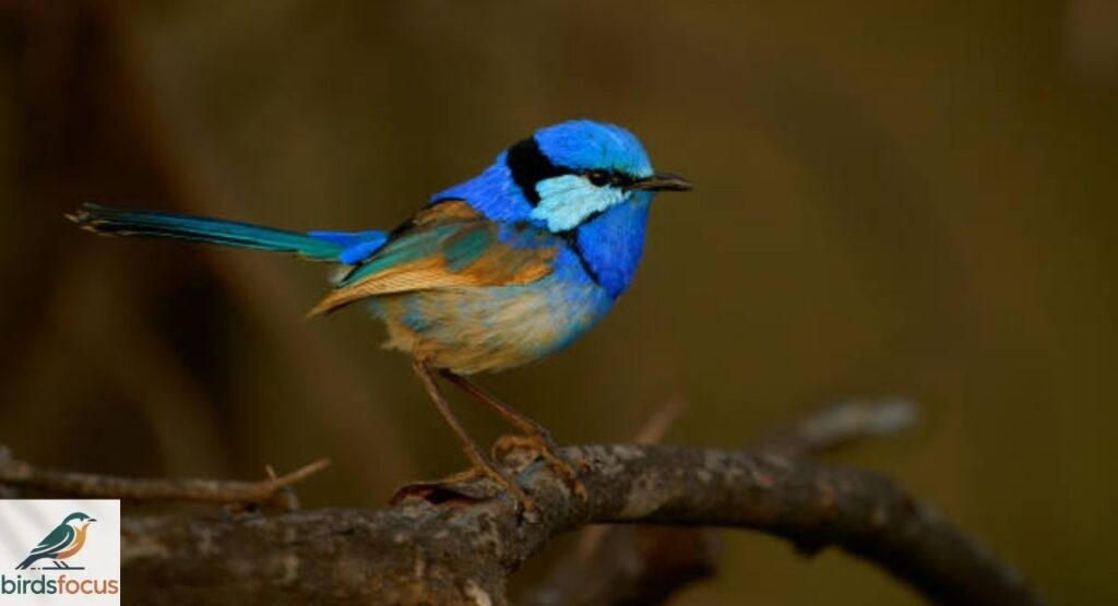 Splendid Fairy-Wren
