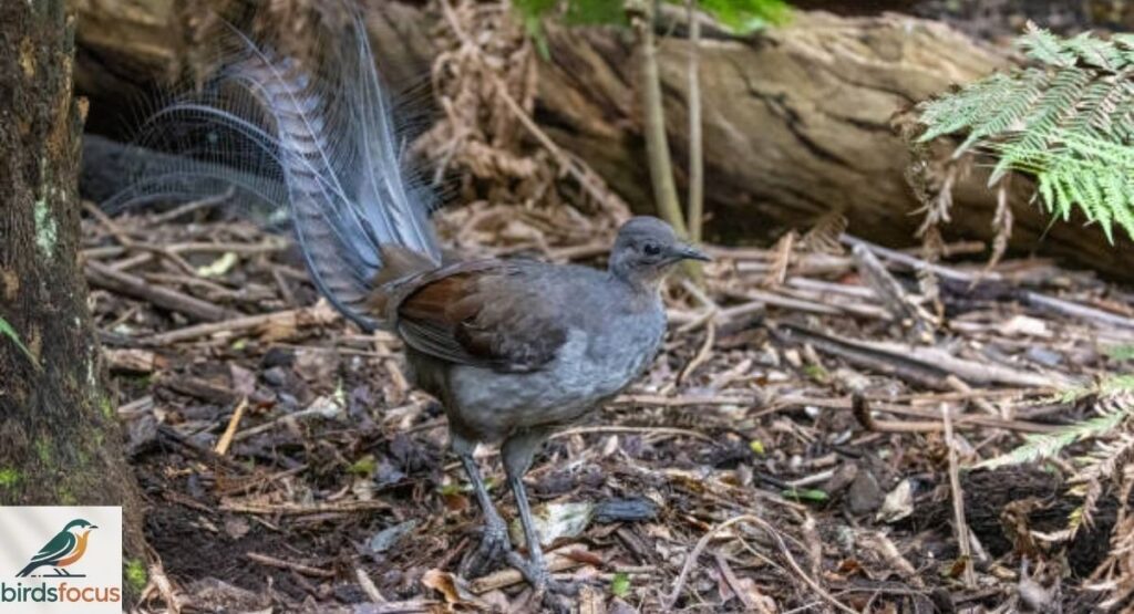 Superb Lyrebird