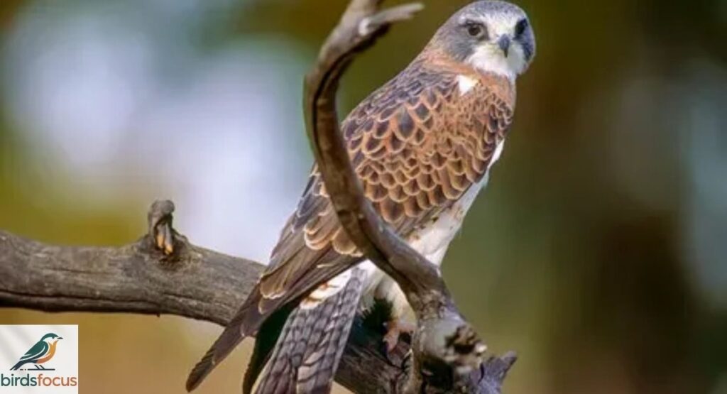 Swainson's Hawk