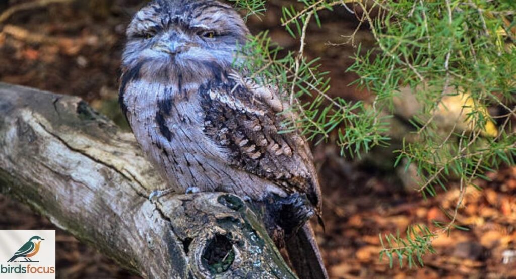Tawny Frogmouth