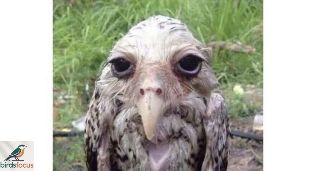 The Featherless Owl Meme Phenomenon