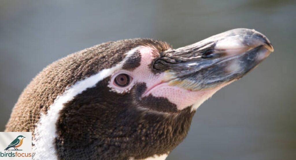 Truth Behind Their Spiny Beaks