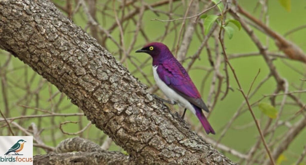 Violet-Backed Starling Location