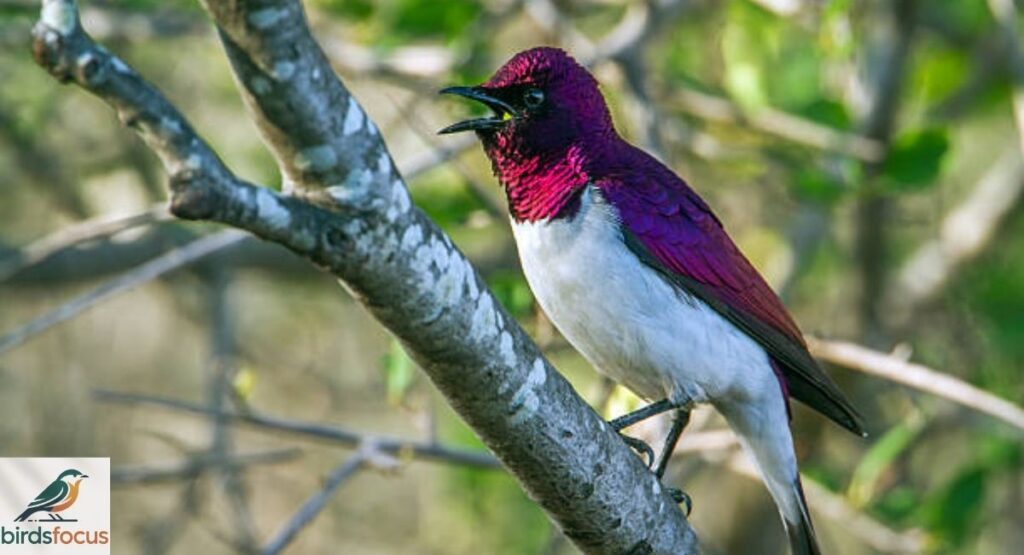 Violet-Backed Starling Sound and Calls