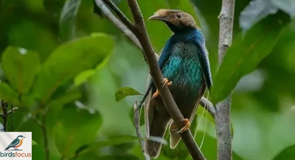 Wallace's Standardwing