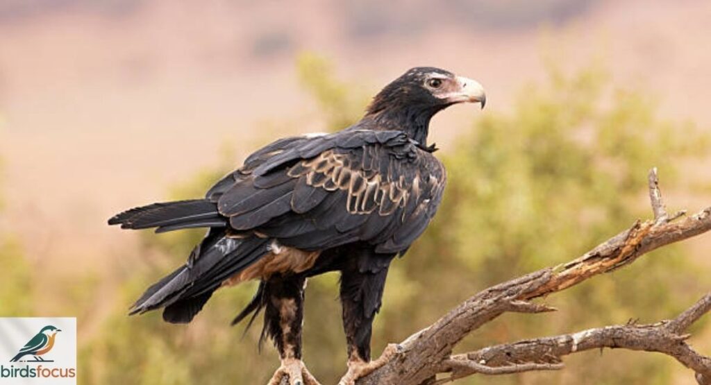 Wedge-Tailed Eagle