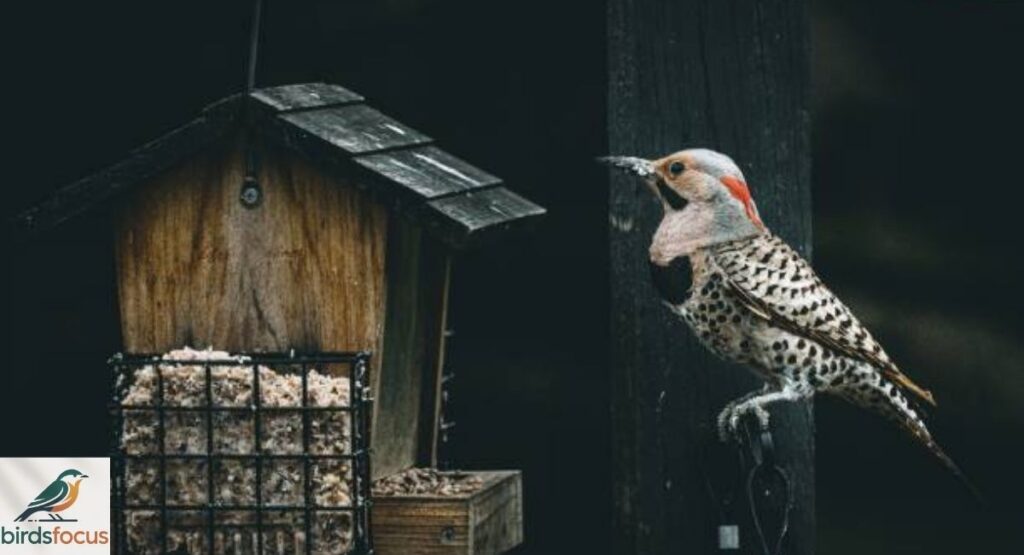 What Attracts Woodpeckers to Your House?