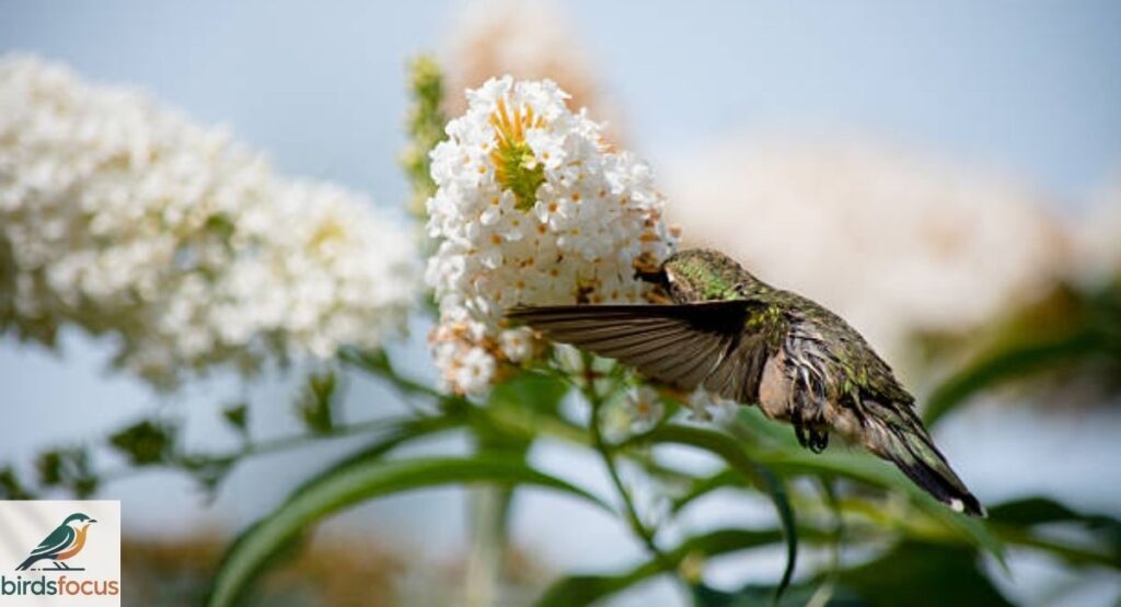 What Do Hummingbirds Eat?