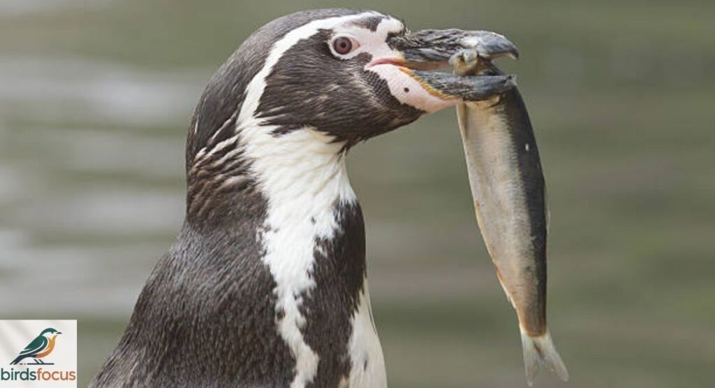 What Do Penguins Eat?