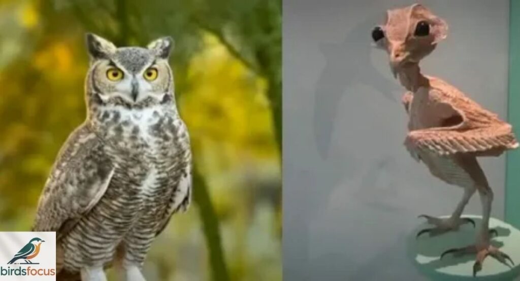 What Does a Featherless Owl Look Like?