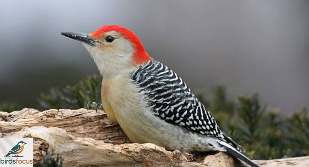 What Does a Red-Bellied Woodpecker Look Like?