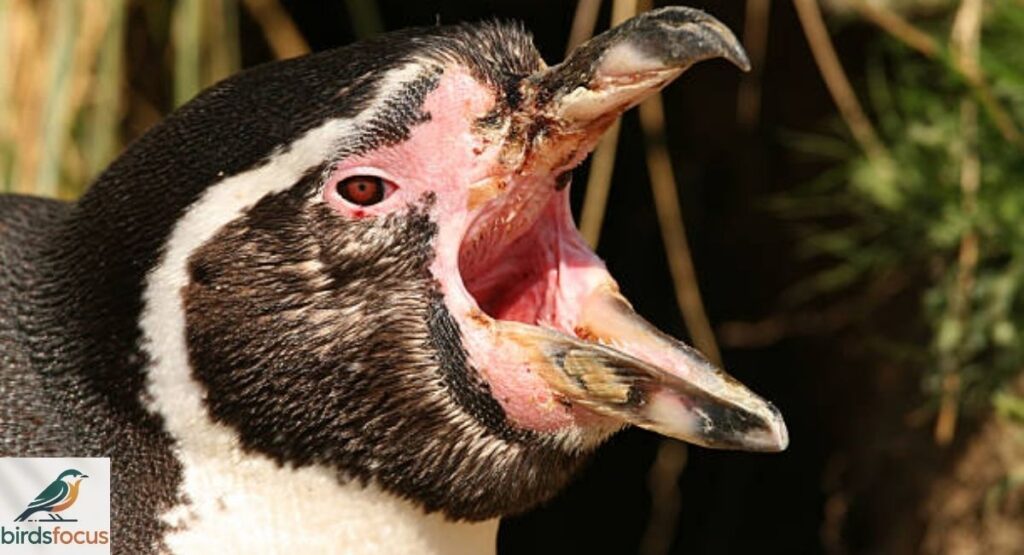 What Does the Inside of a Penguin's Mouth Look Like?