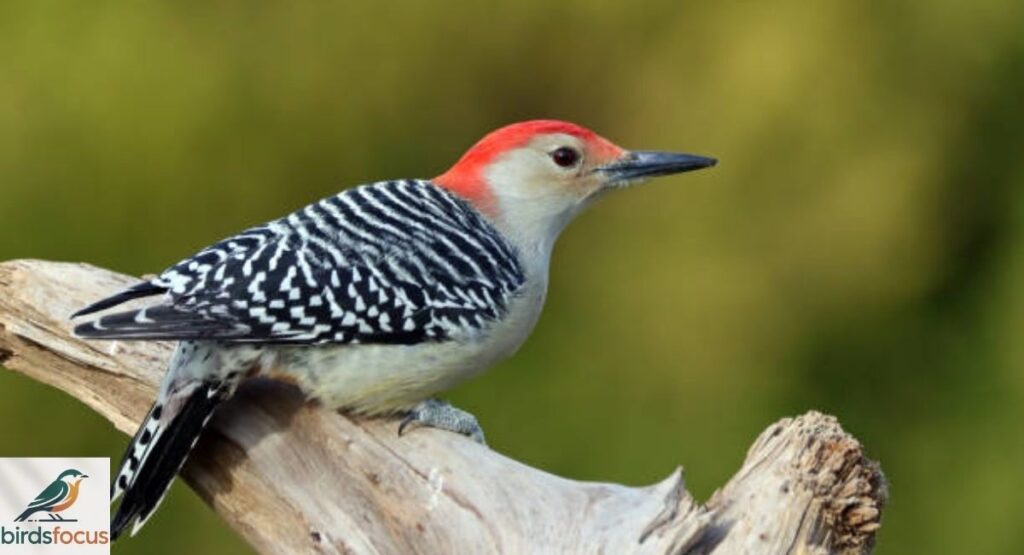 What Is a Red-Bellied Woodpecker?