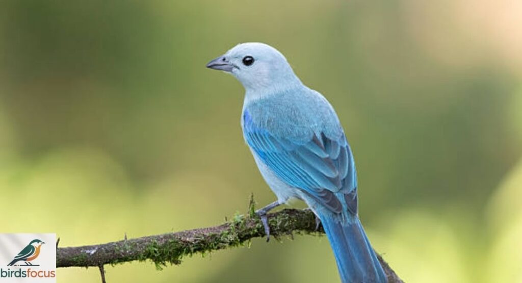 What Is the Blue Gray Tanager?