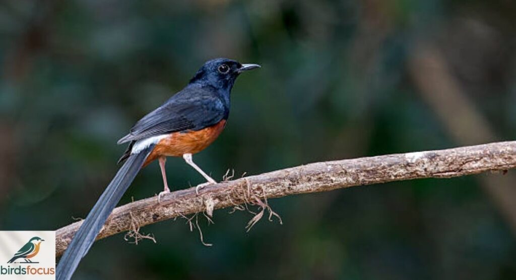 White-Rumped Shama