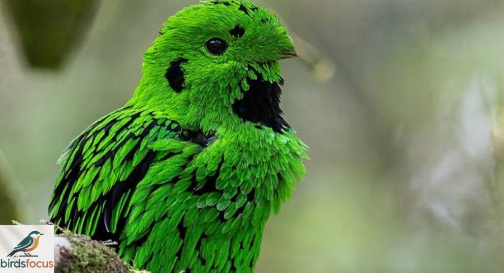 Whitehead's Broadbill