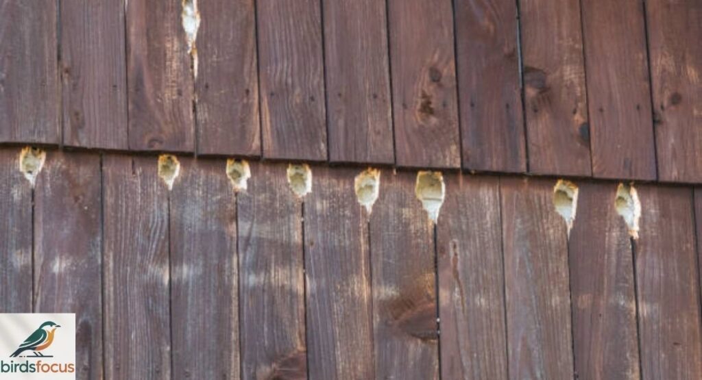 Why Are Woodpeckers Pecking Your House?