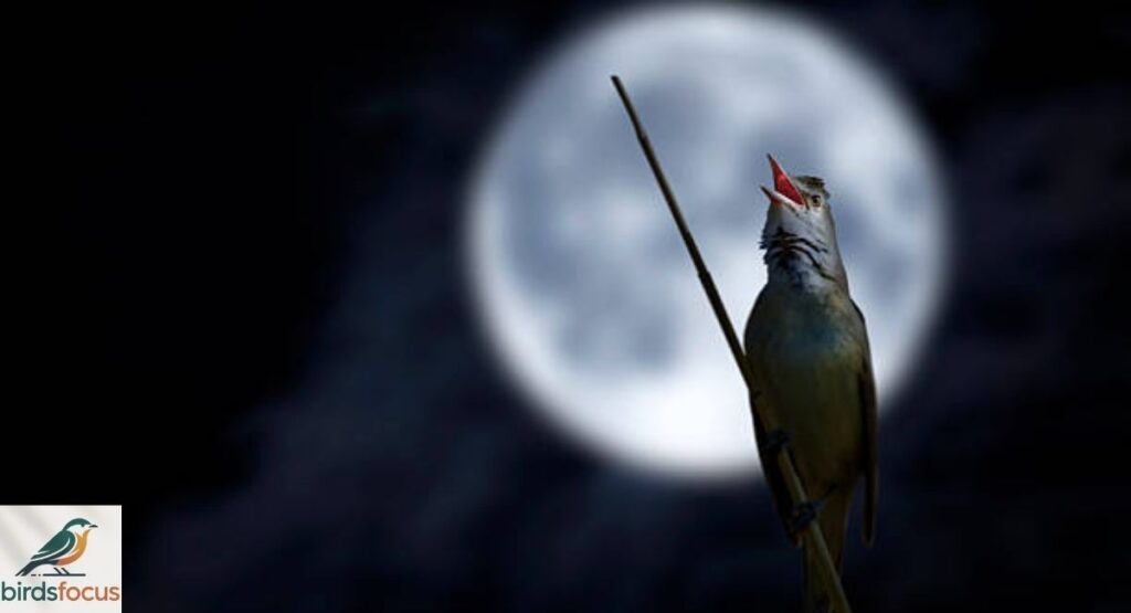 Why Can I Hear Birds Chirping at Night?