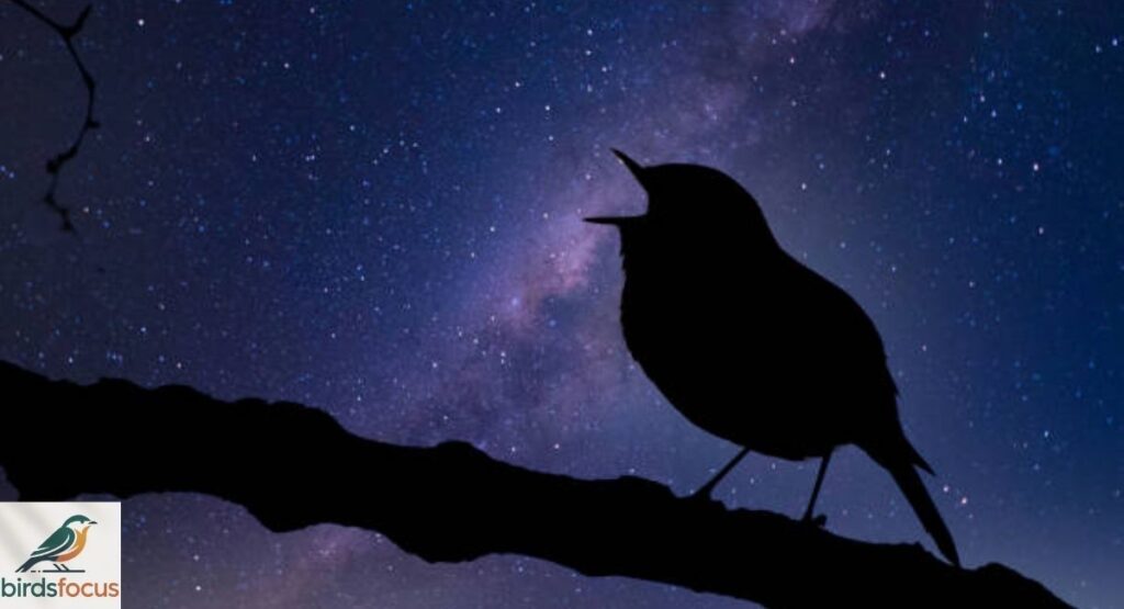 Why Can You Hear Birds at Night?