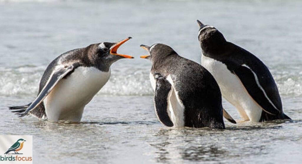 Why Do Penguins Have Spiny Mouths?