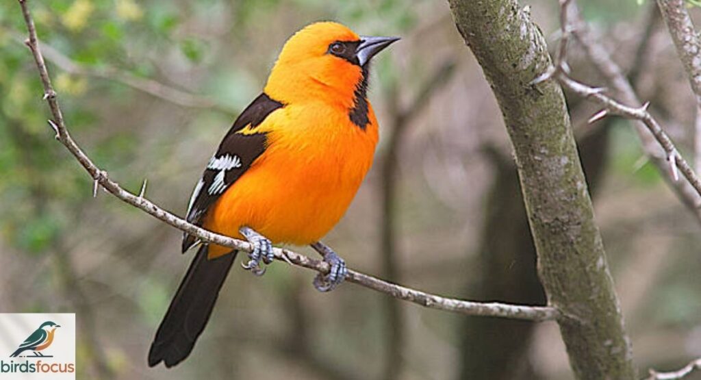 Altamira Oriole
