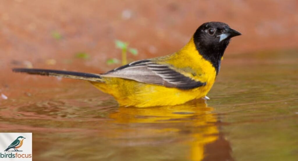 Audubon's Oriole