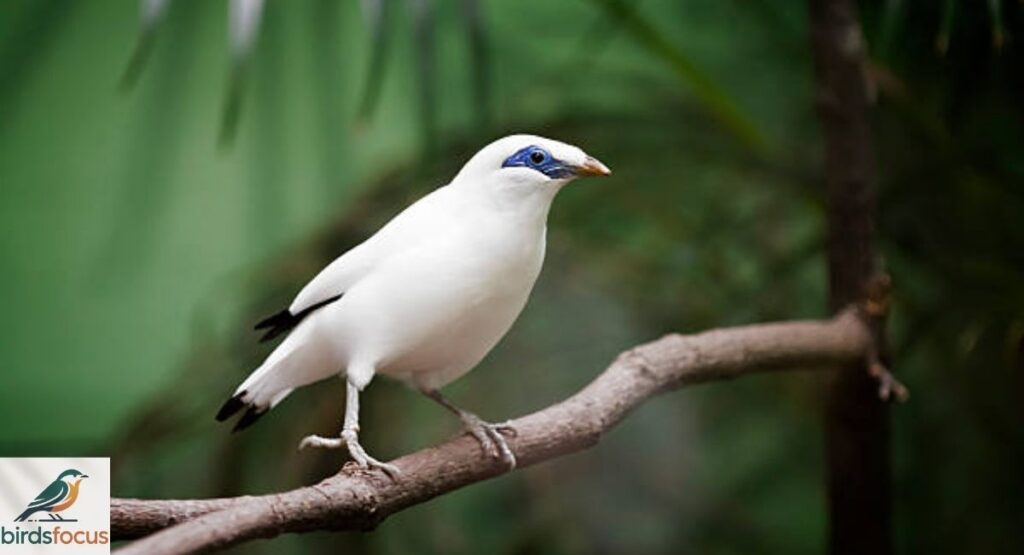 Bali Mynah