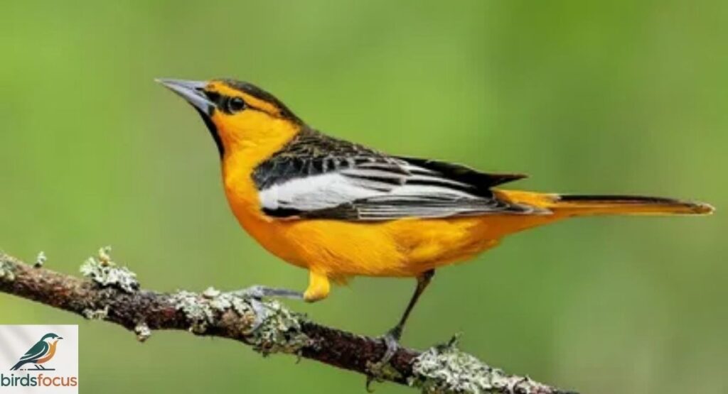 Bullock's Oriole