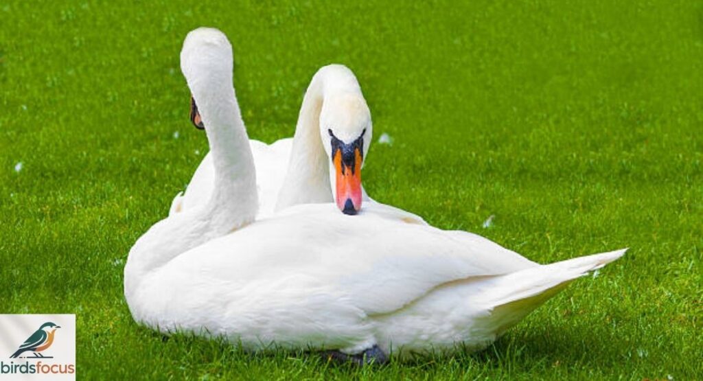 Do Birds Mate for Life?